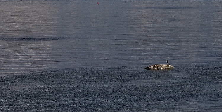 heron on sandbar in ocean